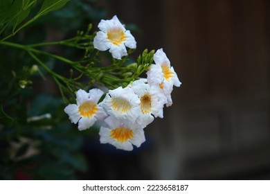 Dwarf Jasmine Tree Peep Thong Extremely fragrant, trumpet shaped, tissue textu