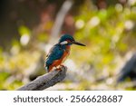 The dwarf kingfisher is a tiny, colorful bird found in Southeast Asia and the Philippines. It has vibrant plumage with shades of orange, blue, and purple, and is known for its elusive nature and quick