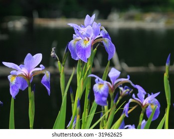 Dwarf Lake Iris (Michigan State Flower) - Woodford State Park - Vermont