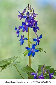 Dwarf Larkspur (Delphinium Tricorne) In Early Spring In Central Virginia