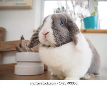 A Dwarf Lop Rabbit Indoors. 