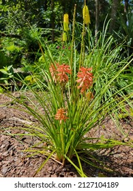 Dwarf Mango Poker Plant Kniphofia