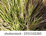 Dwarf Mat Rush (Lomandra longifolia 