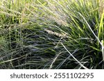 Dwarf Mat Rush (Lomandra longifolia 