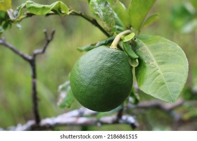 Dwarf Meyer Lemon Tree Green Meyer Lemon