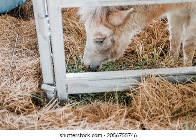 Dwarf Miniature Mule (mixed Species Of Donkey Horse) In Rural Farm