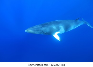 Dwarf minke whale (Balaenoptera acutorostrata) underwater in the Great Barrier Reef 