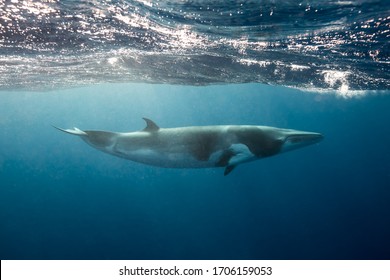 Dwarf Minke Whales, A Small Whale Seen While Snorkeling And Diving On The Great Barrier Reef