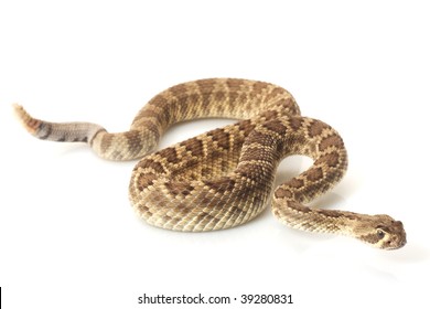 Dwarf Mojave Rattlesnake Crotalus Scutulatus Isolated Stock Photo ...