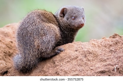 Dwarf Mongoose 