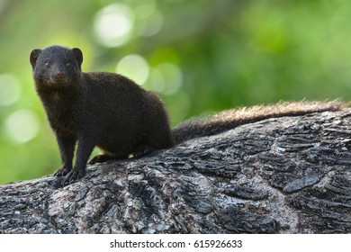 Dwarf Mongoose