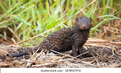 Mongoose Baby Hd Stock Images Shutterstock