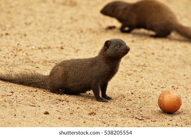 A Dwarf Mongoose With An Egg In A South African Game Reserve.