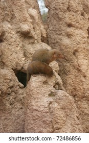 Dwarf Mongoose - Helogale Parvula