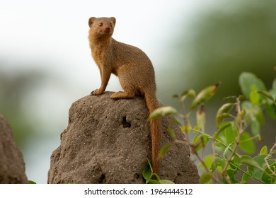 Dwarf Mongoose on a termite mound in Tarangire National Park, Tanzania