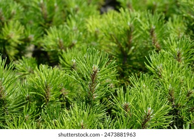 Dwarf mountain pine branches - Latin name - Pinus mugo Mughus