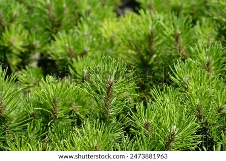 Dwarf mountain pine branches - Latin name - Pinus mugo Mughus