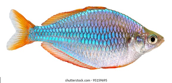 Dwarf Neon Rainbow Fish Isolated On White Background. Melanotaenia Praecox.