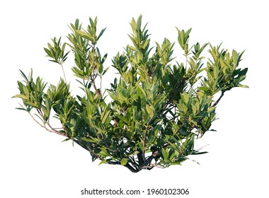 dwarf olive cutout, isolated on white background.