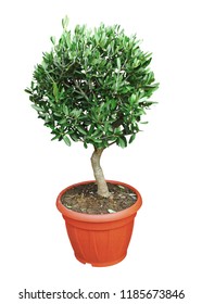 Dwarf olive-tree carved in a pot isolated on a white background.               