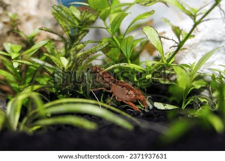 Dwarf orange crayfish - (Cambarellus patzcuarensis)