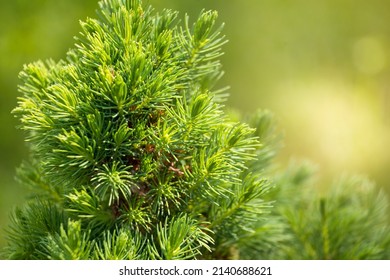 Dwarf ornamental spruce Conica (Picea glauca or white spruce). Branches with beautiful soft needles close-up