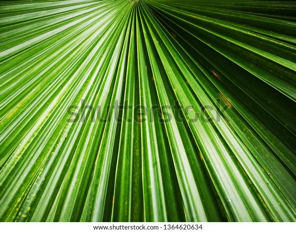 Dwarf Palm Tree Nature Backgrounds Textures Stock Image