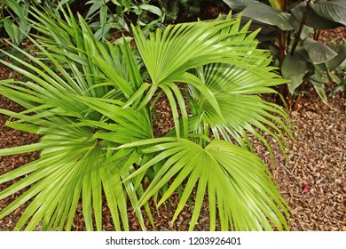 palmetto 画像 写真素材 ベクター画像 shutterstock