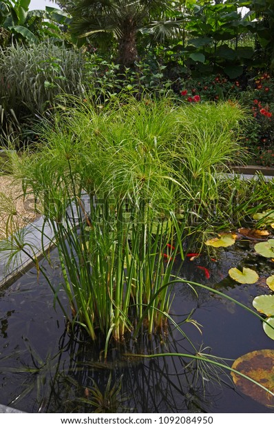 cyperus dwarf papyrus