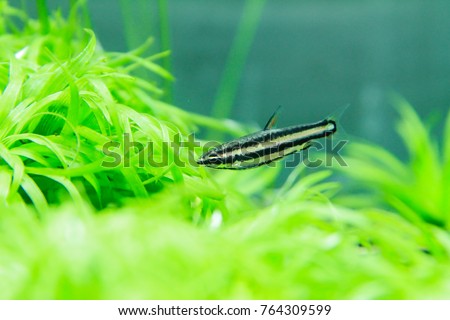 Dwarf Pencilfish (Nannostomus marginatus)