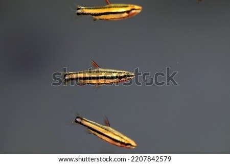 Dwarf Pencilfish (Nannostomus marginatus) in aquarium