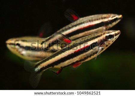 Dwarf Pencilfish (Nannostomus marginatus) classic for aquarium keeping