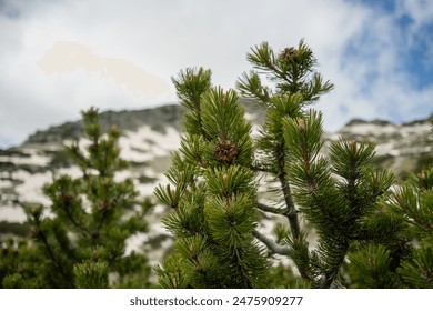 Dwarf pine tree on snowy mountains background in the Pirin Mountains in early June. The branch in focus has a small cone. The sky is partly cloudy. Beautiful nature scenery in Pirin national park. - Powered by Shutterstock