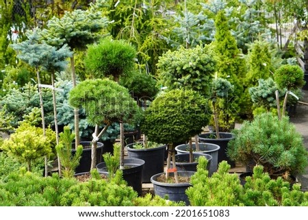dwarf pine trees with round crowns in slides in a landscape nursery against a background of shrubs. The concept for the catalog of ornamental plants