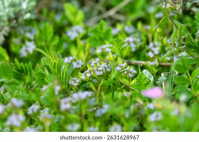 Dwarf plants as affect of environmental factor - constant strong winds, high summer temperature, aridity (phenotype sensitivity, jasmonates). Ziziphora capitata reach 4-5 cm near Azov sea