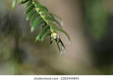 Dwarf Plum yew branch with small flower - Latin name - Cephalotaxus harringtonia var. nana - Shutterstock ID 2282444845