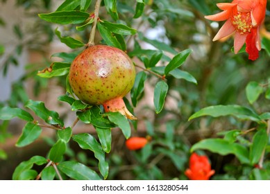 Dwarf Pomegranate Latin Name Punica Granatum Nana