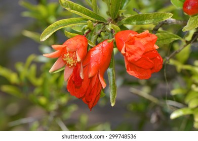 Dwarf Pomegranate Latin Name Punica Granatum Nana