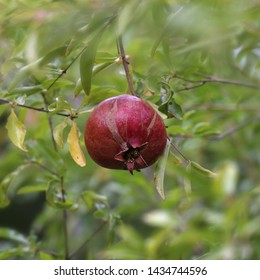 Dwarf Pomegranate (punica Granatum Nana)