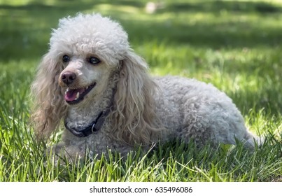 dwarf poodle