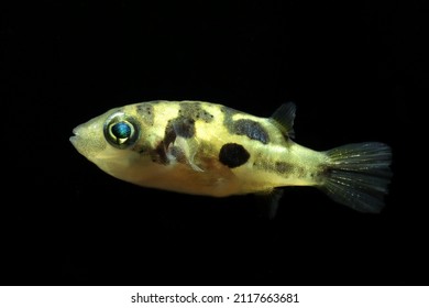 Dwarf pufferfish (Carinotetraodon travancoricus), also known as the Malabar pufferfish. is a small, freshwater pufferfish endemic to Kerala and southern Karnataka in Southwest India. It is threatened 