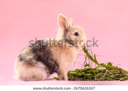 Dwarf rabbit with colorful coat patterns eating grass on pink studio background