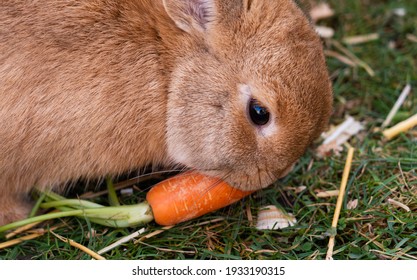 9,440 Rabbit Eating Vegetables Images, Stock Photos & Vectors ...