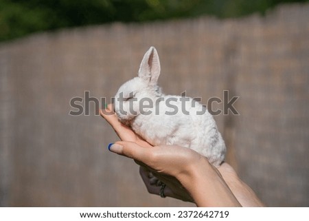 Dwarf Rex rabbit sits on a woman's hand on a sunny day before Easter, mini Rex with velvet velvet fur. with close eyes