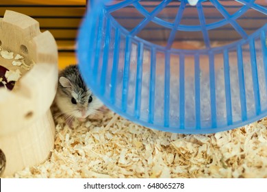 Dwarf Roborovski Hamster 