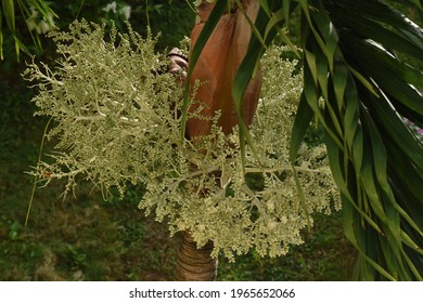 Dwarf Royal Palm In Flower