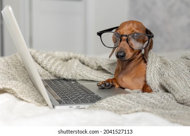 Dwarf Sausage Dachshund In Black Glasses Covered With A Gray Blanket Works, Reads, Looks At A Laptop. Dog Blogger. Home Office.