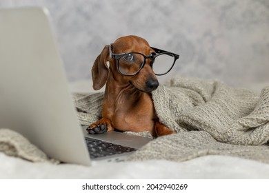 Dwarf Sausage Dachshund In Black Glasses Covered With A Gray Blanket Works, Reads, Looks At A Laptop. Dog Blogger. Home Office.