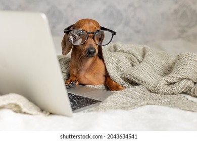 Dwarf Sausage Dachshund In Black Glasses Covered With A Gray Blanket Works, Reads, Looks At A Laptop. Dog Blogger. Home Office.