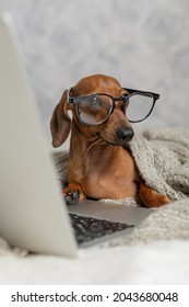 Dwarf Sausage Dachshund In Black Glasses Covered With A Gray Blanket Works, Reads, Looks At A Laptop. Dog Blogger. Home Office.